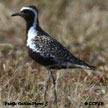 Pacific Golden-Plover range map