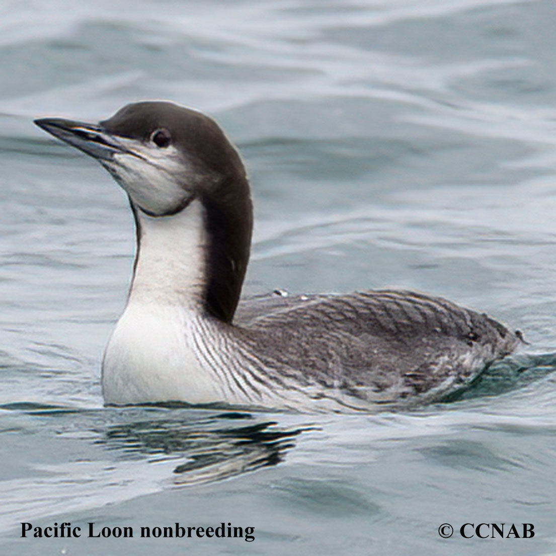 Pacific Loon