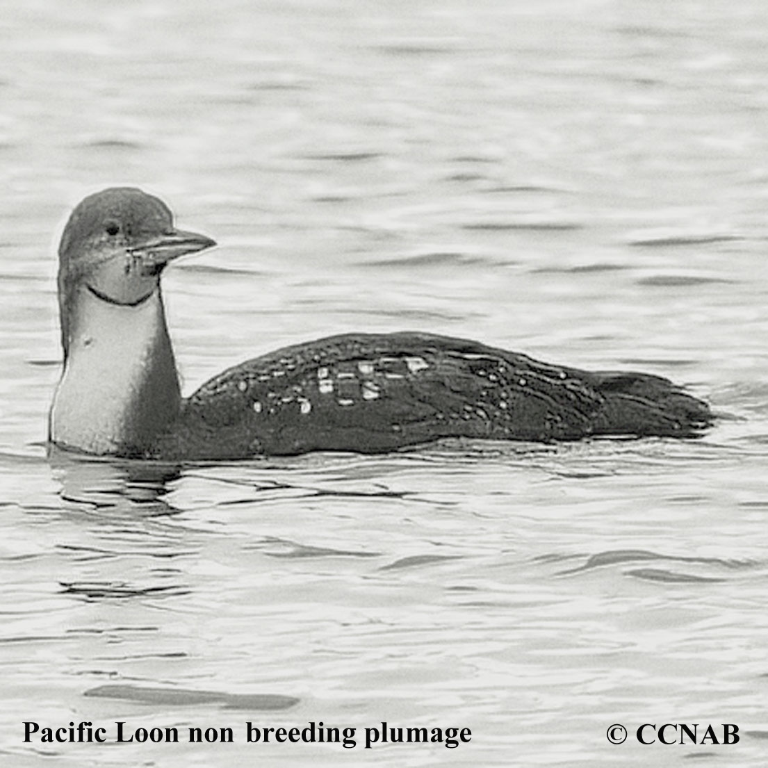 Pacific Loon