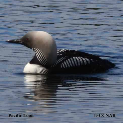 Pacific Loon