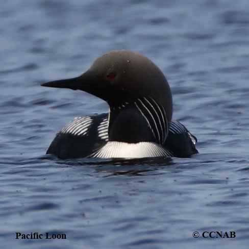 Pacific Loon