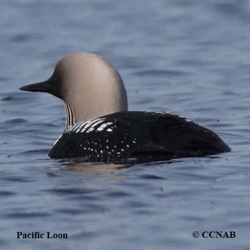 Birds of North America