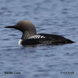 Pacific Loon range map