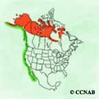 Pacific Loon range map