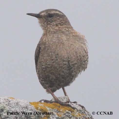 Pacific Wren (Aleutian)