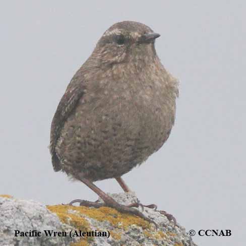 Pacific Wren (Aleutian)