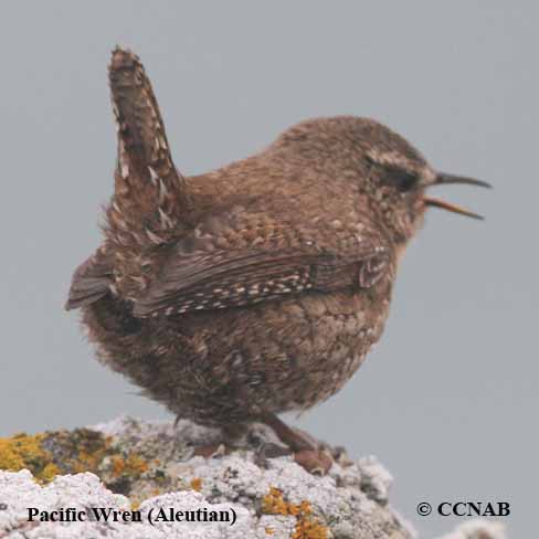 Pacific Wren (Aleutian)