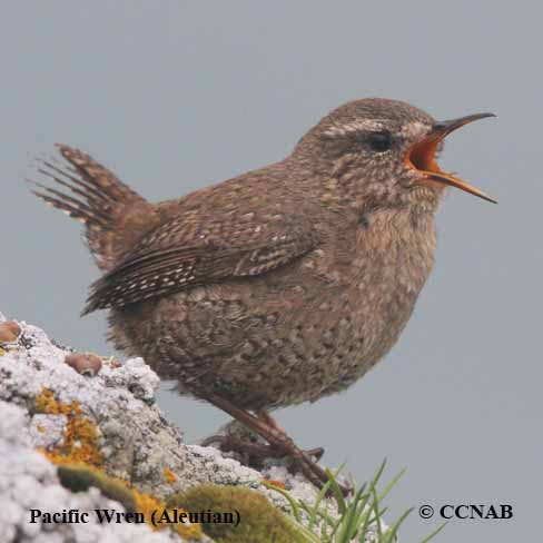 Pacific Wren (Aleutian)