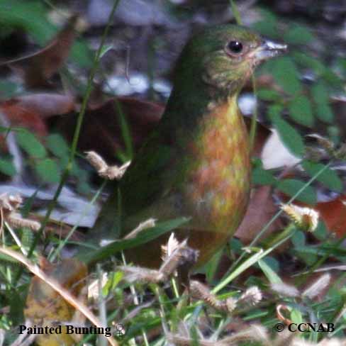 Painted Bunting