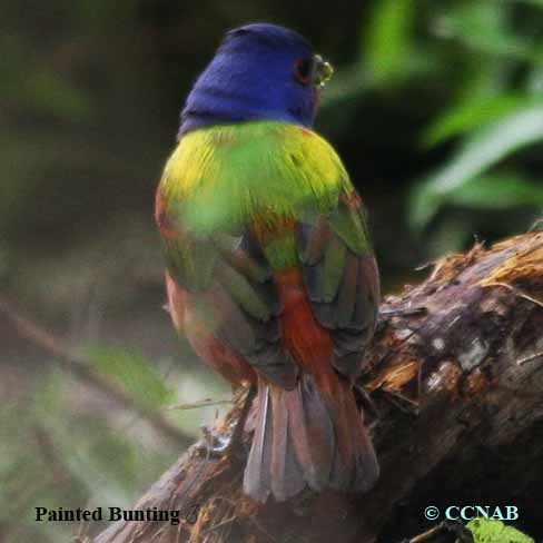 Painted Bunting