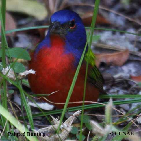 Painted Bunting