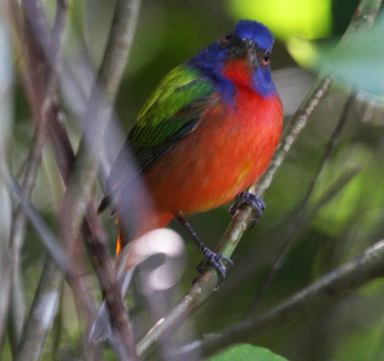 Painted Bunting