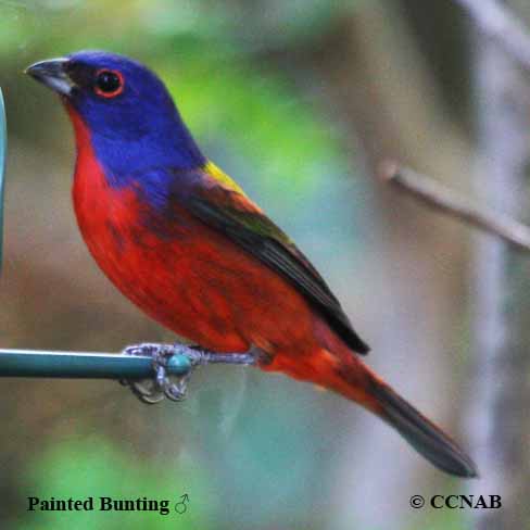 Painted Bunting
