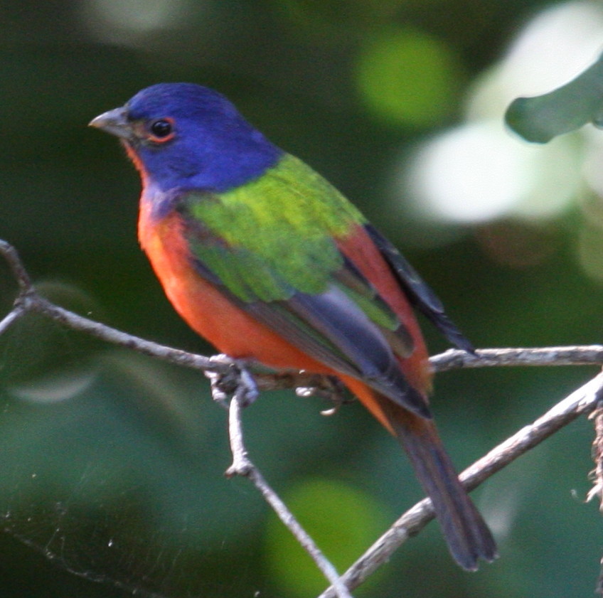 Painted Bunting