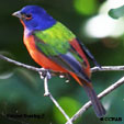 Painted Bunting range map