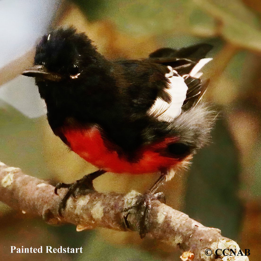 Painted Redstart