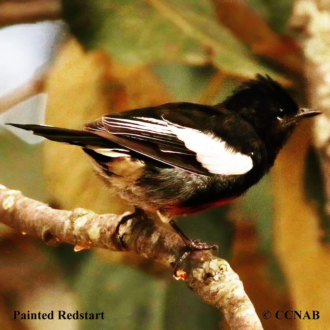 Painted Redstart