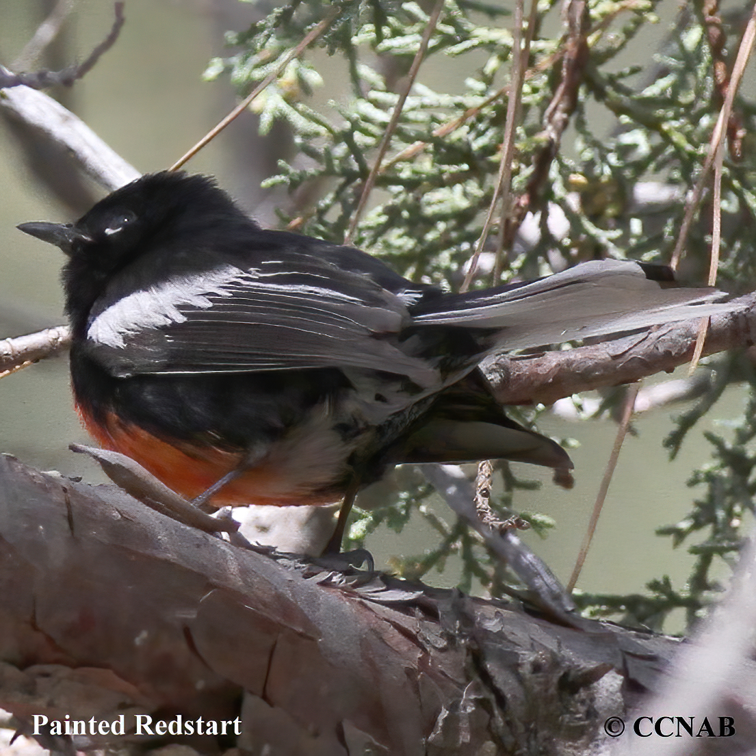 Painted Redstart