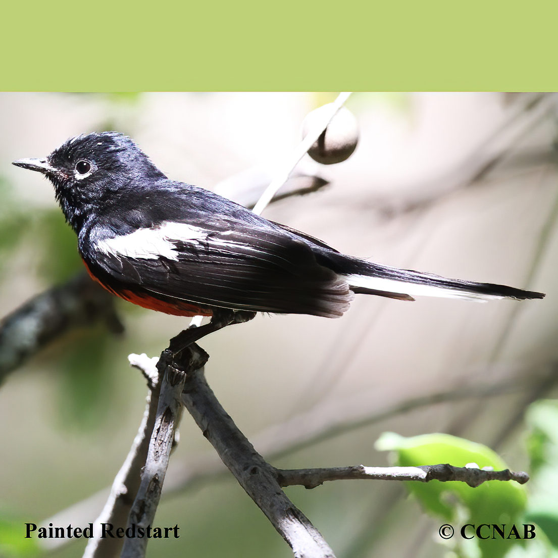 Painted Redstart