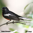 Painted Redstart