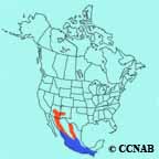 Painted Redstart range map