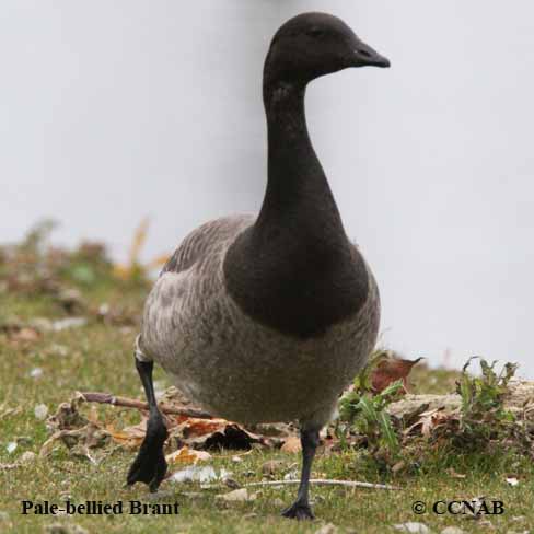 Pale-bellied Brant