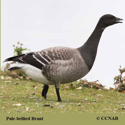 Pale-bellied Brant