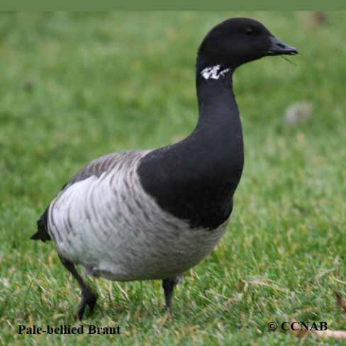 Pale-bellied Brant