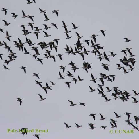 Pale-bellied Brant