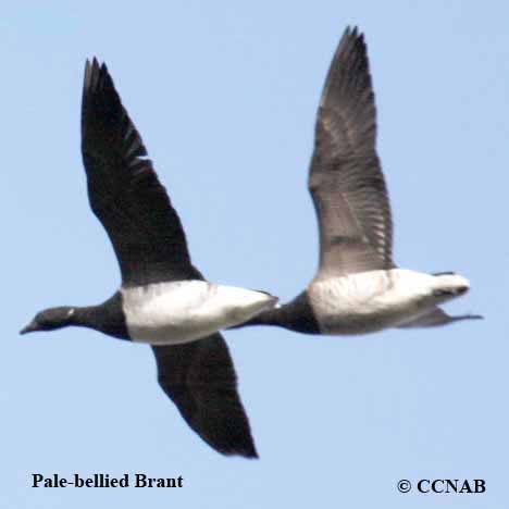 Pale-bellied Brant