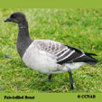 Pale-bellied Brant