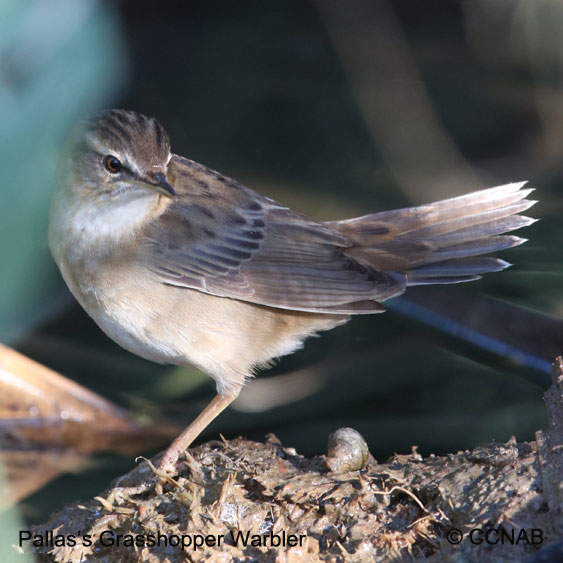 Pallas's Grasshopper Warbler range map