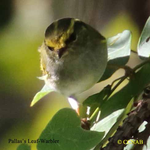 Pallas's Leaf Warbler