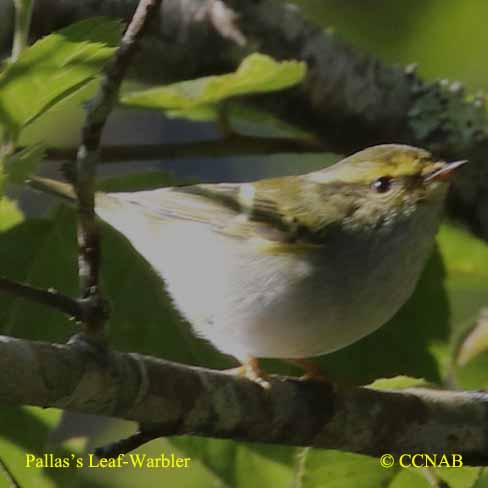 Pallas's Leaf Warbler