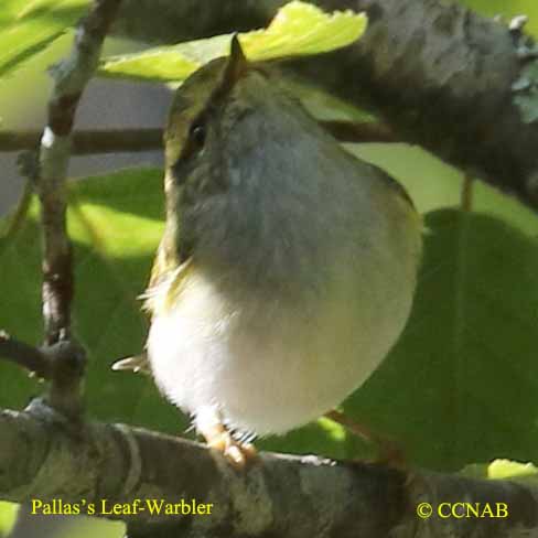 Pallas's Leaf Warbler