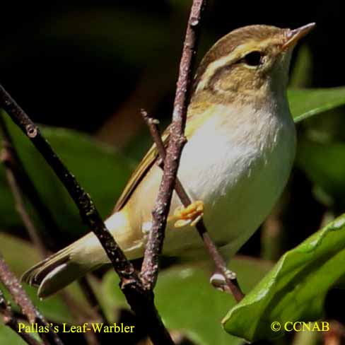 Pallas's Leaf Warbler