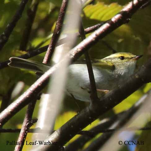 Birds of North America