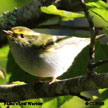 Pallas's Leaf Warbler range map