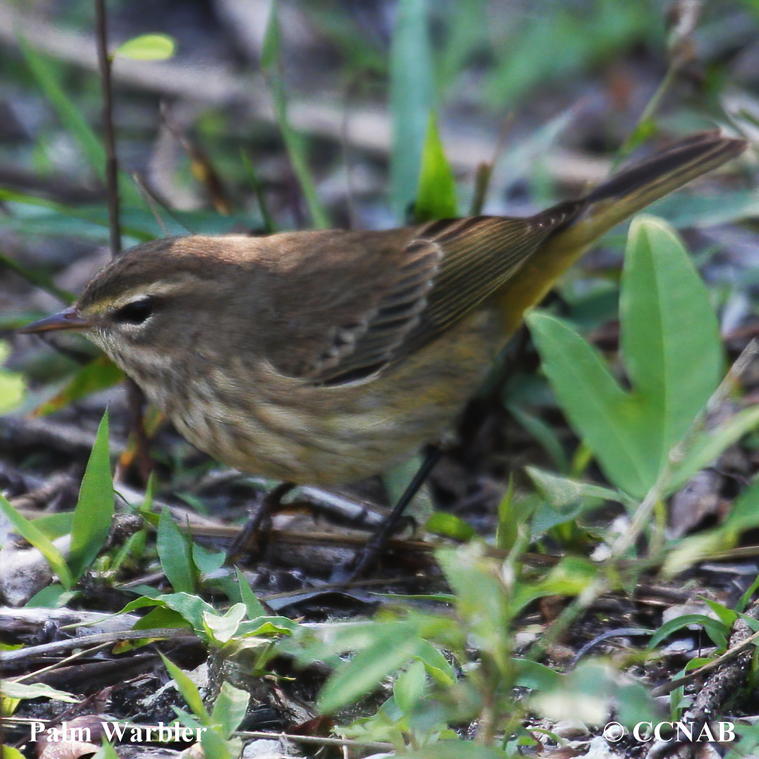 Palm Warbler