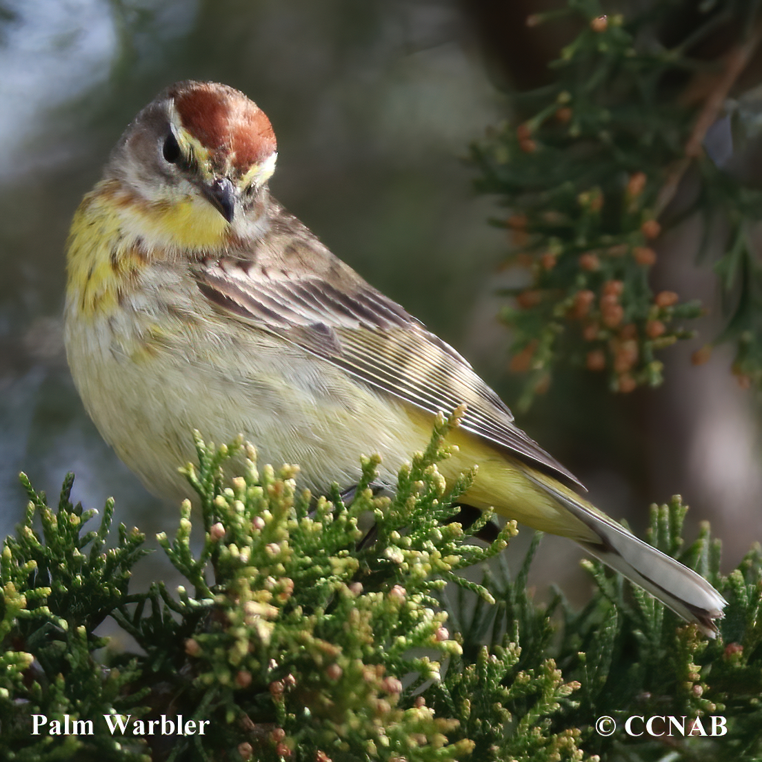 Palm Warbler