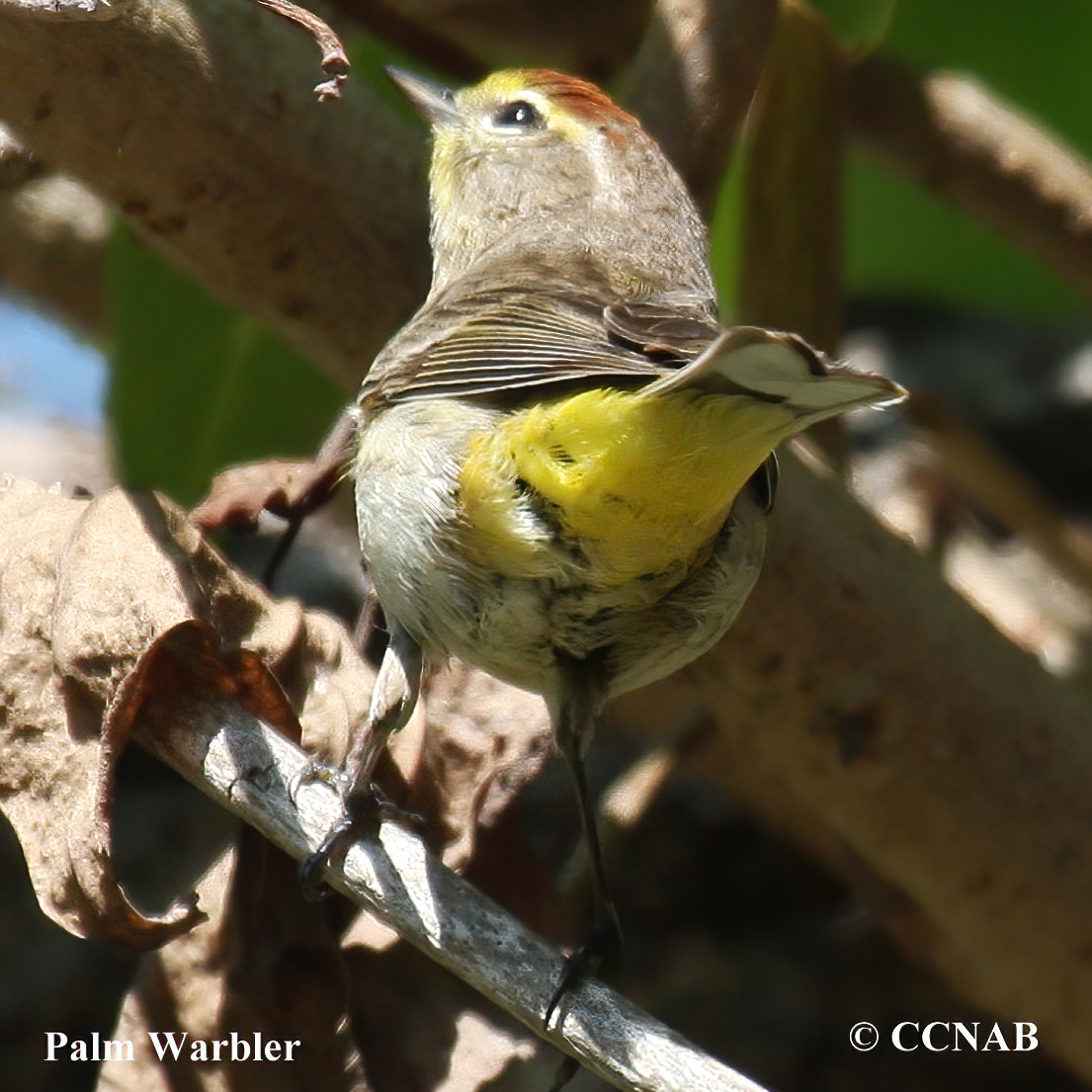 Palm Warbler