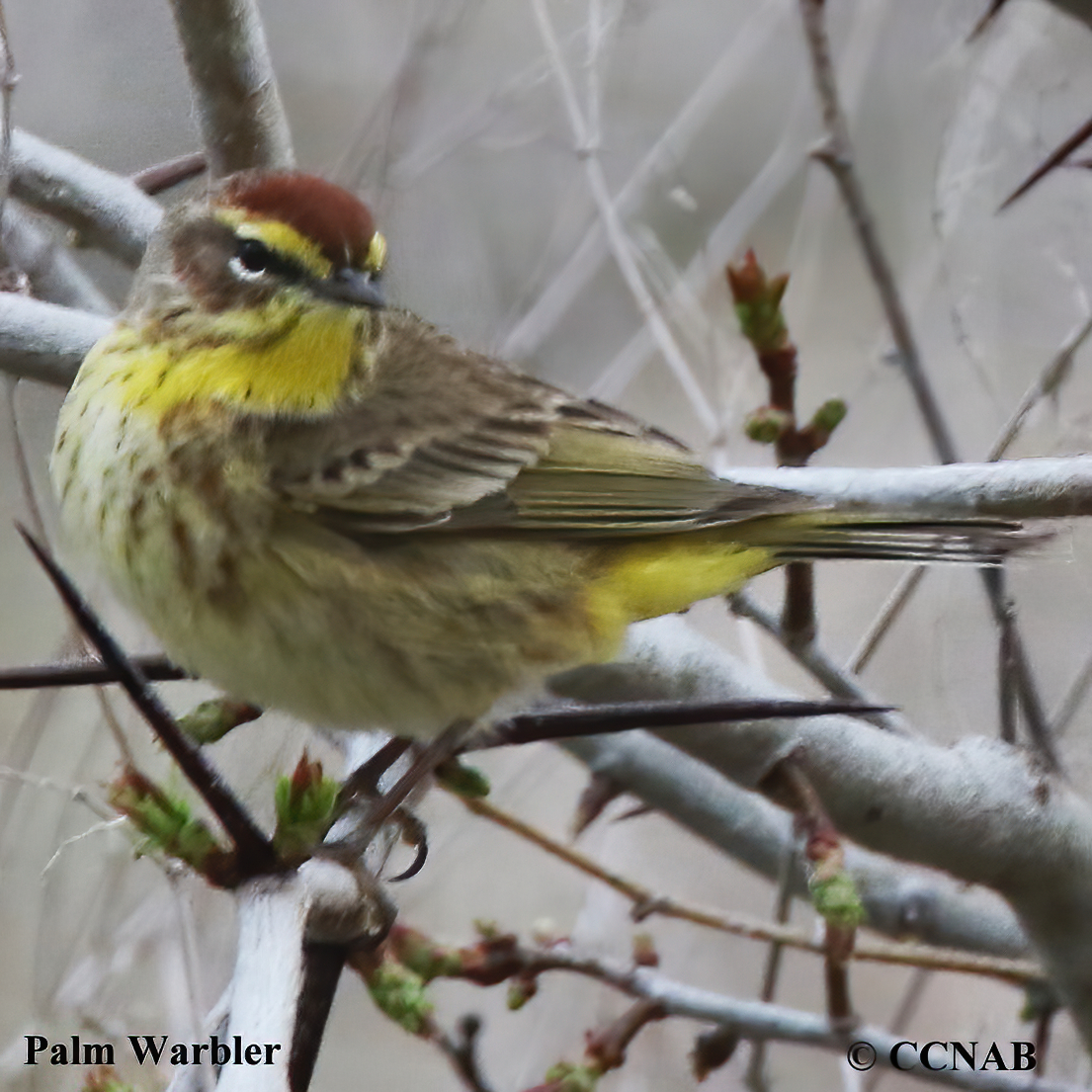 Palm Warbler