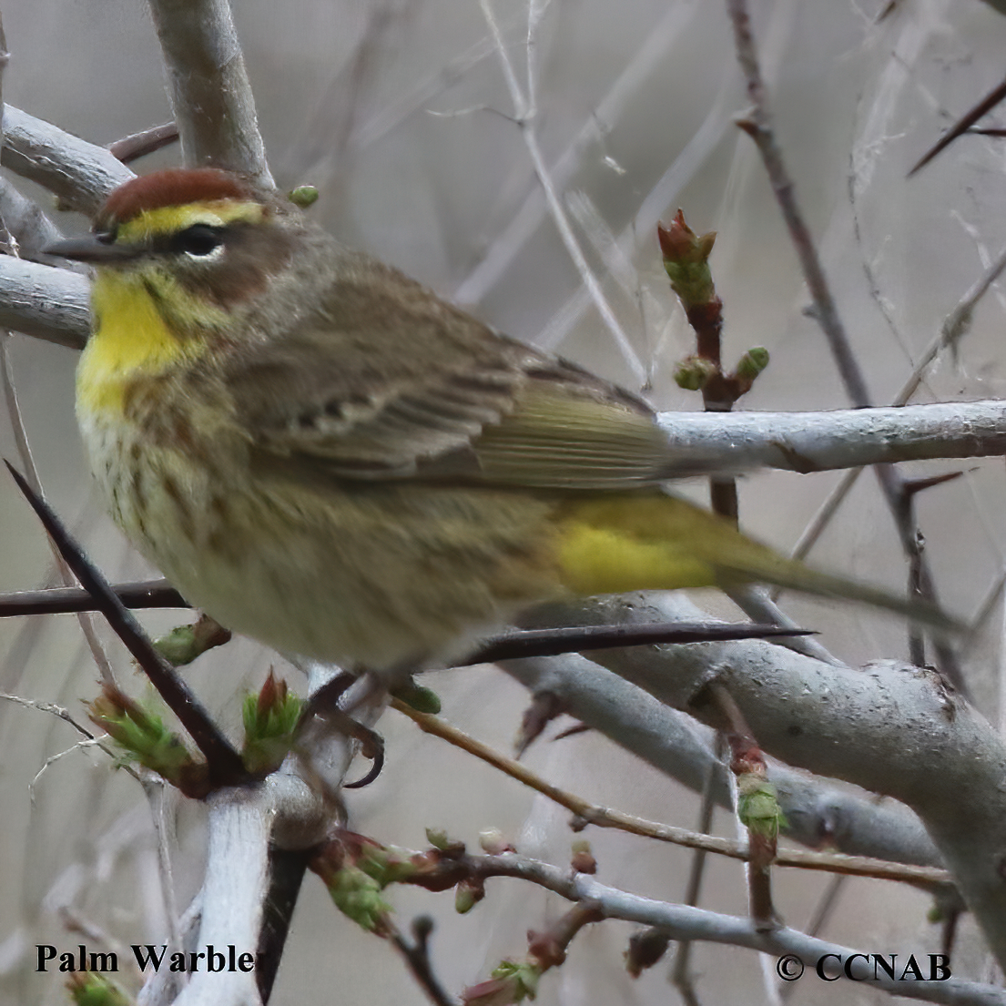 Birds of North America