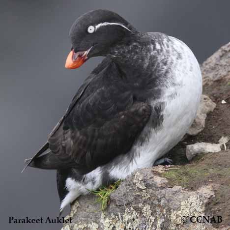 Parakeet Auklet