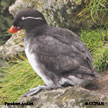 Parakeet Auklet