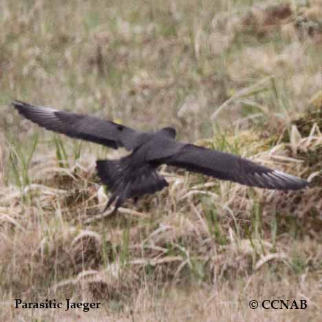 Parasitic Jaeger