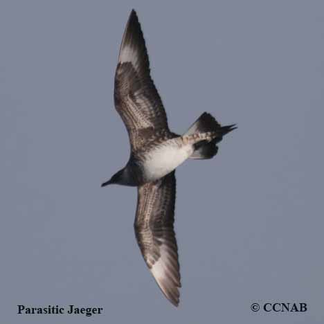 Parasitic Jaeger