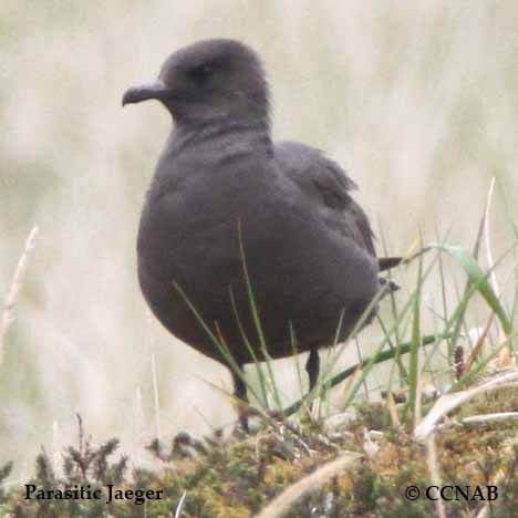 Parasitic Jaeger