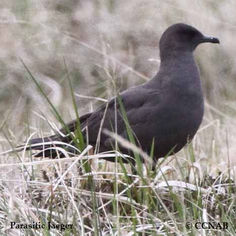 Parasitic Jaeger