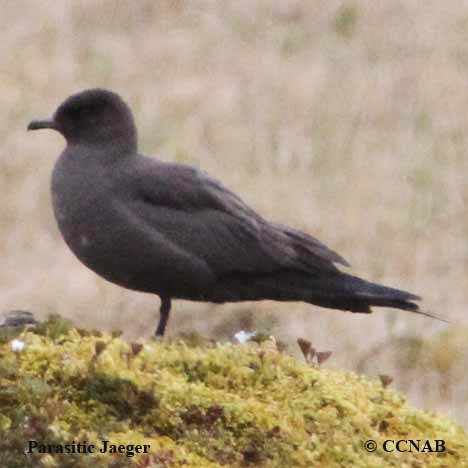 Parasitic Jaeger